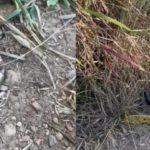PCMG investiga desaparecimento de dois amigos após família encontrar sangue onde eles moram