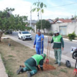 Parque Goiabinha recebe plantio de 120 mudas de ipê-roxo