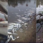 Despejo químico em Juatuba causou mortandade de peixes no Rio Paraopeba, aponta laudo