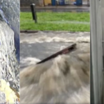 Entupimento da rede de esgoto aumenta 40% com a chuva; absorvente e camisinha são vilões