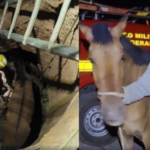 Bombeiros resgatam cavalo que caiu em fossa de seis metros, no Norte de Minas Gerais
