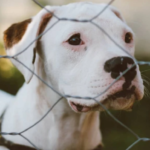 Mau-hálito em pets pode ser o primeiro sinal de alerta para doenças graves