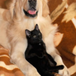 Prefeitura de Betim promove evento de adoção de cães e gatos neste sábado (27)