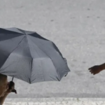 BH registra terceira maior temperatura de 2025 nesta segunda (29); veja top 10