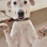 Eventos de adoção de animais movimentam Betim neste fim de semana