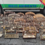 Homem é multado em mais de R$ 51 mil por manter pássaros em cativeiro irregular