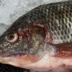 Tilápia domina e consumo de peixe deve crescer 30% na Semana Santa