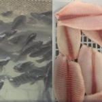 Com domínio da tilápia, piscicultura mineira projeta venda recorde na Semana Santa