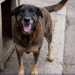 Cão Orelha: saiba o que aponta perícia sobre causa da morte do animal