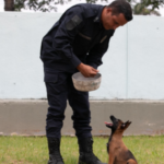 Nova cadela policial da Guarda de BH ganha enquete para escolha do nome
