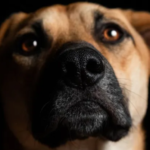 Como saber se seu cachorro está com dor de cabeça