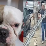 Polícia libera sargento suspeito de atirar em cachorro em BH