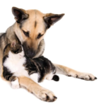 Um encontro que pode mudar duas vidas: cães e gatos esperam por um novo lar neste sábado