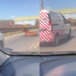 Cavalo é atropelado na BR-040, em Ribeirão das Neves, na Grande BH