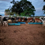 33 cabeças de gado furtadas em Baldim são recuperadas em Sete Lagoas